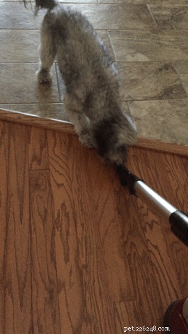 23 Pets That Hate Vacuuming (And Their Hilarious Reactions)