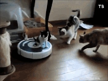 23 Pets That Hate Vacuuming (And Their Hilarious Reactions)