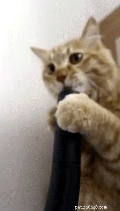 23 Pets That Hate Vacuuming (And Their Hilarious Reactions)