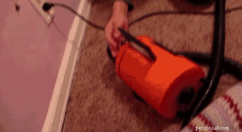 23 Pets That Hate Vacuuming (And Their Hilarious Reactions)