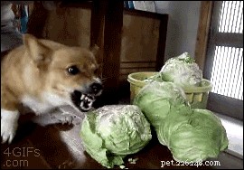 23 Pets That Hate Vacuuming (And Their Hilarious Reactions)
