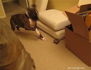 23 Pets That Hate Vacuuming (And Their Hilarious Reactions)