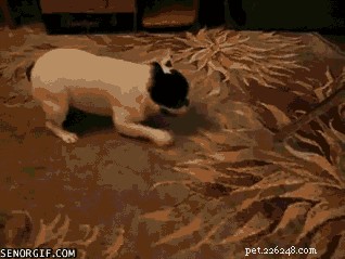 23 Pets That Hate Vacuuming (And Their Hilarious Reactions)
