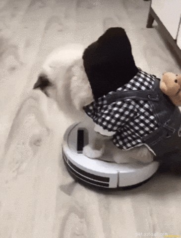23 Pets That Hate Vacuuming (And Their Hilarious Reactions)