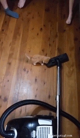 23 Pets That Hate Vacuuming (And Their Hilarious Reactions)
