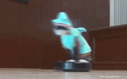 23 Pets That Hate Vacuuming (And Their Hilarious Reactions)