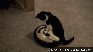 23 Pets That Hate Vacuuming (And Their Hilarious Reactions)