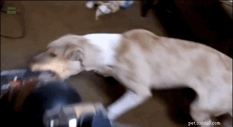23 Pets That Hate Vacuuming (And Their Hilarious Reactions)