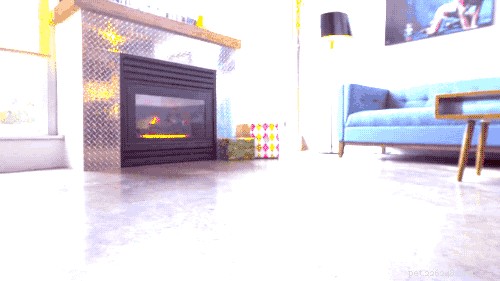 23 Pets That Hate Vacuuming (And Their Hilarious Reactions)