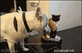 23 Pets That Hate Vacuuming (And Their Hilarious Reactions)