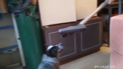 23 Pets That Hate Vacuuming (And Their Hilarious Reactions)