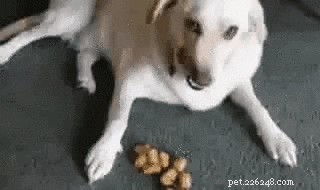 23 Pets That Hate Vacuuming (And Their Hilarious Reactions)