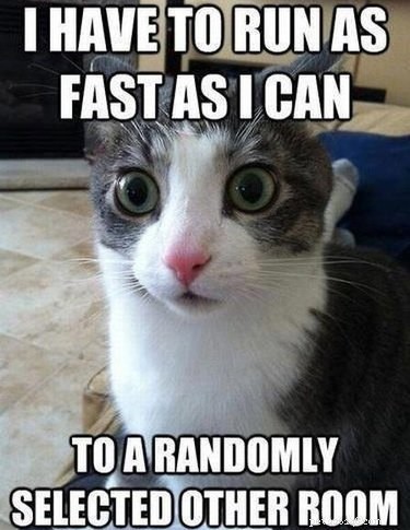 20 Hilarious Animal Moments That Will Leave You in Stitches