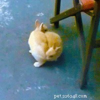 20 Hilarious Animal Moments That Will Leave You in Stitches