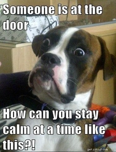 20 Hilarious Animal Moments That Will Leave You in Stitches