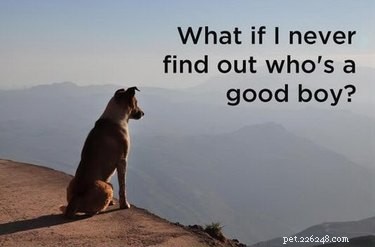 20 Hilarious Animal Moments That Will Leave You in Stitches