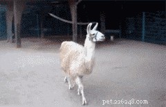 20 Hilarious Animal Moments That Will Leave You in Stitches
