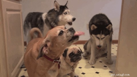 20 Hilarious Animal Moments That Will Leave You in Stitches