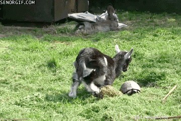 20 Hilarious Animal Moments That Will Leave You in Stitches