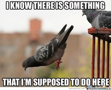 20 Hilarious Animal Moments That Will Leave You in Stitches