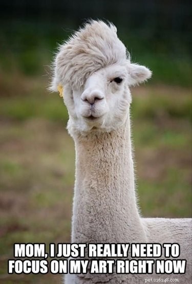 20 Hilarious Animal Moments That Will Leave You in Stitches