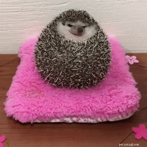 20 Hilarious Animal Moments That Will Leave You in Stitches