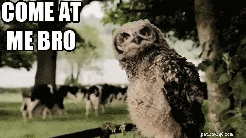 20 Hilarious Animal Moments That Will Leave You in Stitches