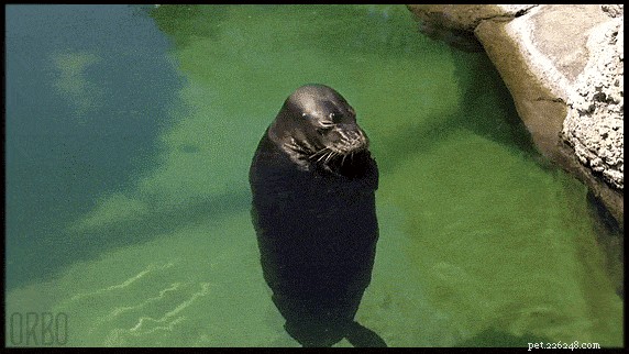 20 Hilarious Animal Moments That Will Leave You in Stitches