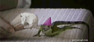 20 Hilarious Animal Moments That Will Leave You in Stitches