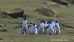 20 Hilarious Animal Moments That Will Leave You in Stitches