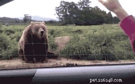 20 Hilarious Animal Moments That Will Leave You in Stitches