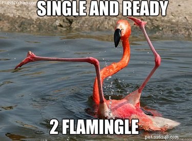 20 Hilarious Animal Moments That Will Leave You in Stitches