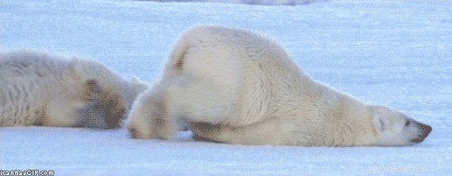 20 Hilarious Animal Moments That Will Leave You in Stitches