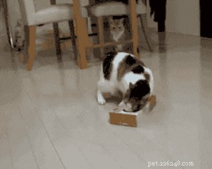 20 Hilarious Animal Moments That Will Leave You in Stitches