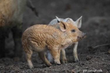Discover the Charming Curly‑Haired Magnalista Pigs: A Rare Hungarian Breed