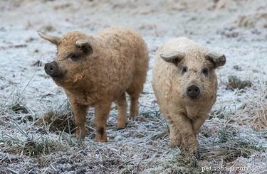 Discover the Charming Curly‑Haired Magnalista Pigs: A Rare Hungarian Breed