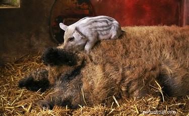Discover the Charming Curly‑Haired Magnalista Pigs: A Rare Hungarian Breed