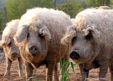 Discover the Charming Curly‑Haired Magnalista Pigs: A Rare Hungarian Breed
