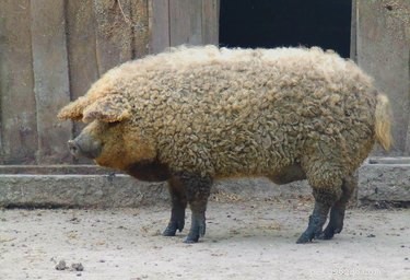 Discover the Charming Curly‑Haired Magnalista Pigs: A Rare Hungarian Breed