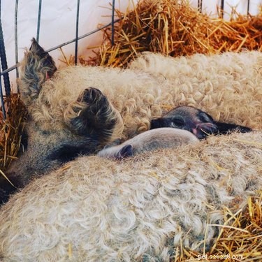 Discover the Charming Curly‑Haired Magnalista Pigs: A Rare Hungarian Breed