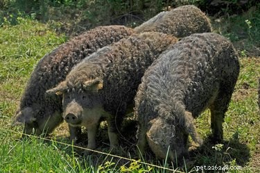Discover the Charming Curly‑Haired Magnalista Pigs: A Rare Hungarian Breed