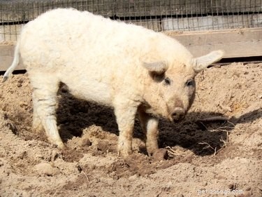 Discover the Charming Curly‑Haired Magnalista Pigs: A Rare Hungarian Breed