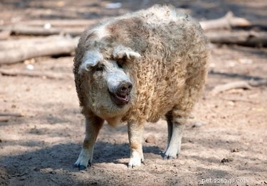Discover the Charming Curly‑Haired Magnalista Pigs: A Rare Hungarian Breed