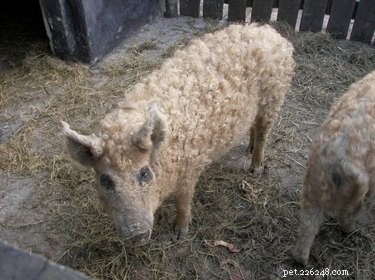 Discover the Charming Curly‑Haired Magnalista Pigs: A Rare Hungarian Breed