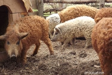 Discover the Charming Curly‑Haired Magnalista Pigs: A Rare Hungarian Breed