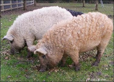 Discover the Charming Curly‑Haired Magnalista Pigs: A Rare Hungarian Breed