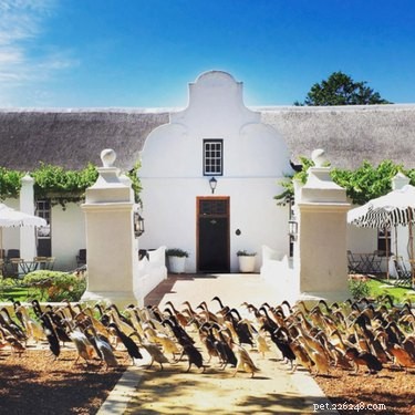 How 1,000 Ducks Commute to Work Daily: A South African Winery’s Remarkable Tradition