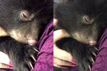 Baby Bear Shows Gentle Purrs While Cuddled – A Heartwarming Moment