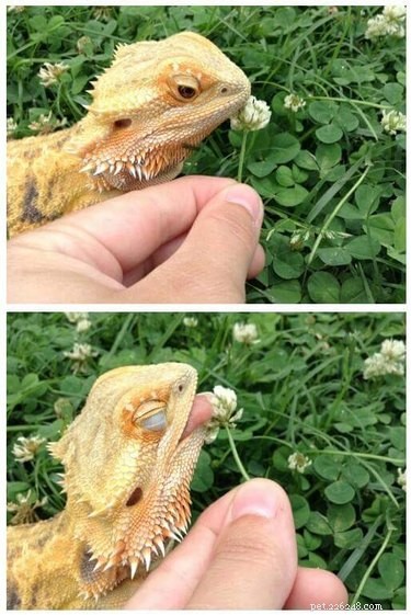 22 Irresistible Reptile Photos Every Pet Lover Will Adore