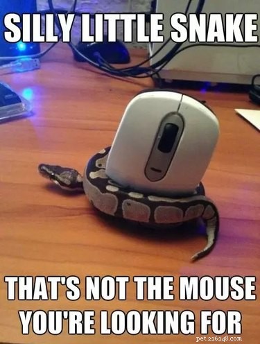 22 Irresistible Reptile Photos Every Pet Lover Will Adore